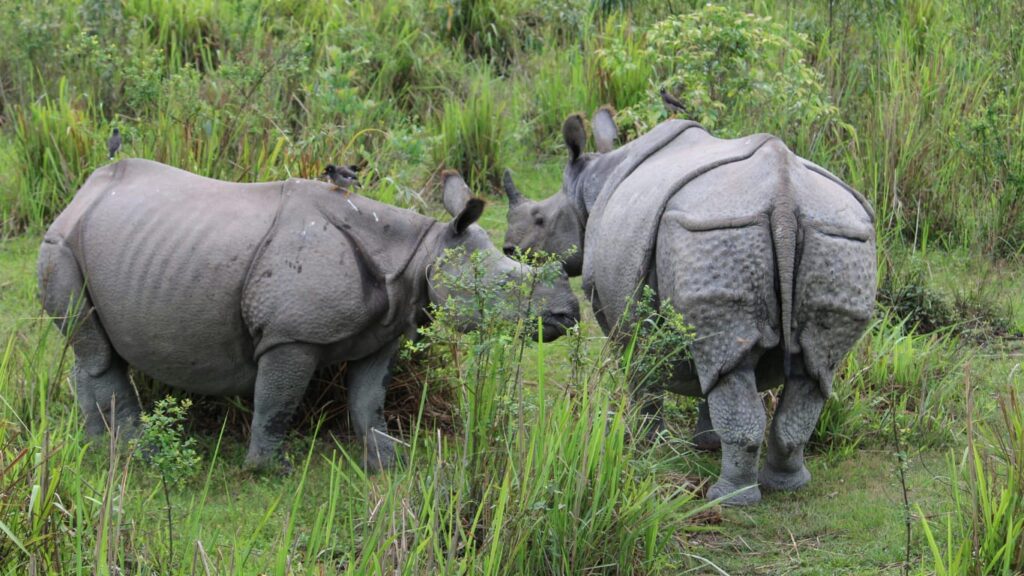 Assam-Rhino