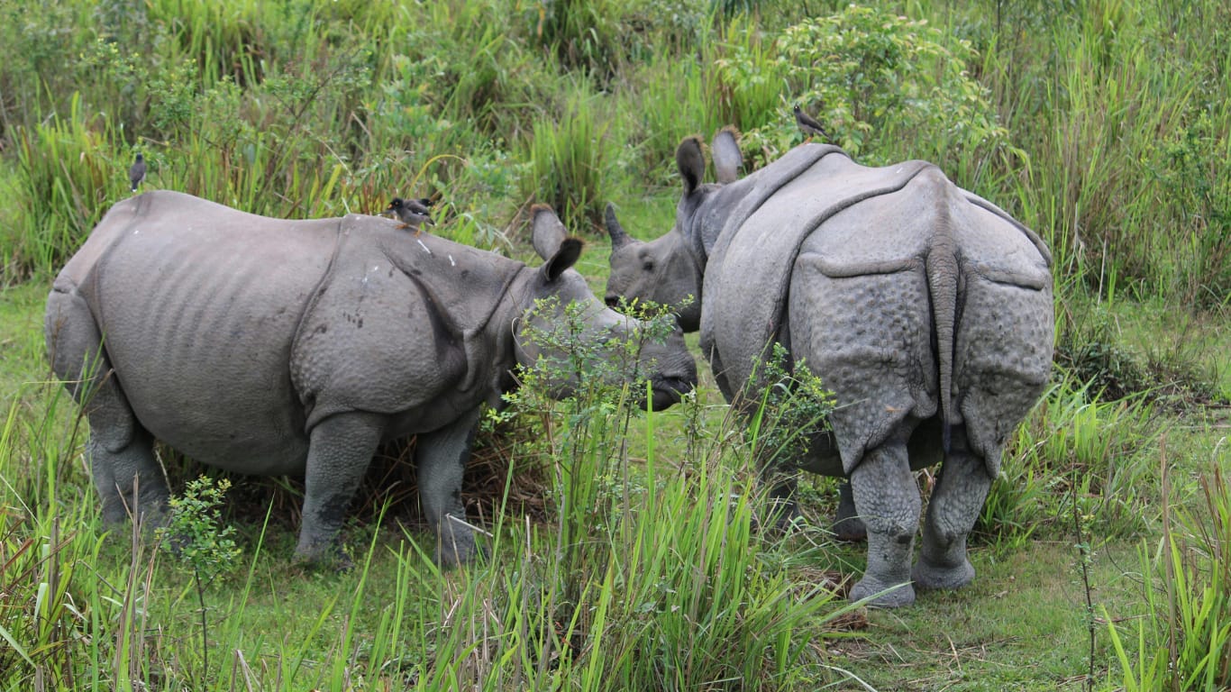 Awesome Assam in 7 Days: From Kamakhya Temple to Majuli & Kaziranga Safaris